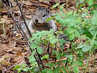 FAUNE 4 (9).JPG
